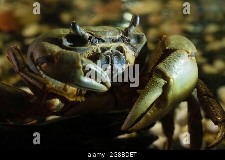 Große grau-grüne Krabbe mit massiven Krallen auf dem Hintergrund von Steinen in der Dämmerung. Krebse sind enthauptliche Krebstiere der Infraordnung Brachyura. Wild Stockfoto