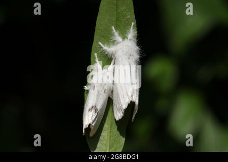 Ein Paar Braunschwanzmorth, Euproctis chrysorrhoe, ruhend auf einem Blatt. Stockfoto