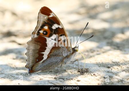 Ein seltener männlicher Purple Emperor, Apatura Iris, der sich im Wald von Mineralien ernährt. Stockfoto