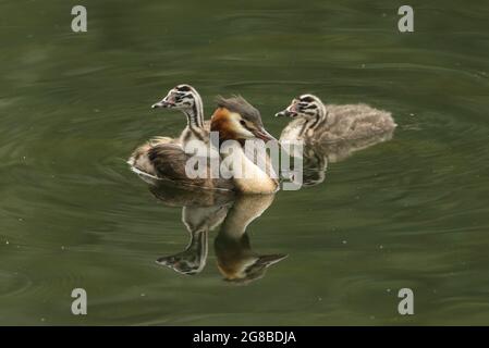 Eine Familie von Großkrebsen, Podiceps cristatus, schwimmt auf einem Fluss. Eines der Babys wird auf dem Rücken der Eltern getragen. Stockfoto
