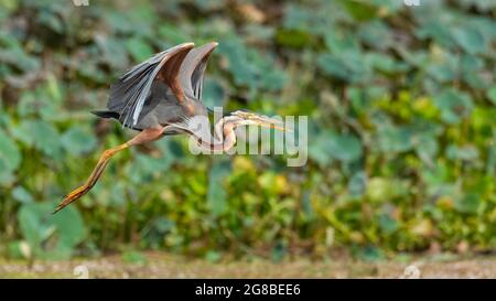 Purpurreiher im Flug mit halb gestreckten Flügeln Stockfoto