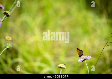 Wiese braun (Maniola jurtina) Schmetterling auf Scabious gegen ein offenes Feld Stockfoto