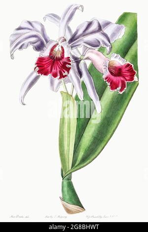 Cattleya mit purpurroten Lippen aus Edwards's Botanical Register (1829-1847) von Sydenham Edwards, John Lindley und James Ridgway. Original vom Biodiver