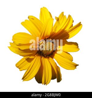 Eine einzelne Arnikablüte aus der Nähe. Arnica ist auch unter den Namen Bergtabak, Leopard's bane und wolfsbane bekannt. Isoliert auf weißem Backgro Stockfoto
