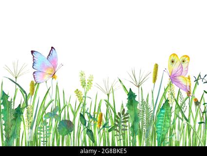 Wiese Wildblumen, Kräuter, Gräser mit bunten Schmetterlingen. Aquarell handgezeichnete botanische Illustration auf weißem Hintergrund. Aquarell floral HE Stockfoto