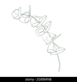 Eukalyptus Silber Dollar Baum Blätter natürlichen Zweigen mit grünen Blättern tropisches Muster, Aquarell-Stil. Vektor dekorativ niedlich elegant illustrationo Stock Vektor