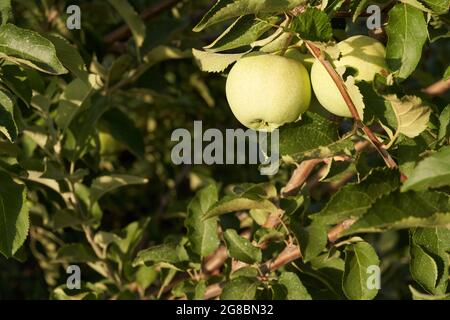 Junge, grün reifende Apfelfrüchte auf einem Zweig nach der Blüte im Garten. . Ein junges Rudiment von Apfelknospen. Ein junger Apfel im Fruchtstadium. Obst Stockfoto