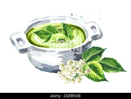 Grüne Aegopodium podagraria oder gemahlener Holunder vegetarische Cremesuppe, Aquarell handgezeichnet, isoliert auf weißem Hintergrund Stockfoto