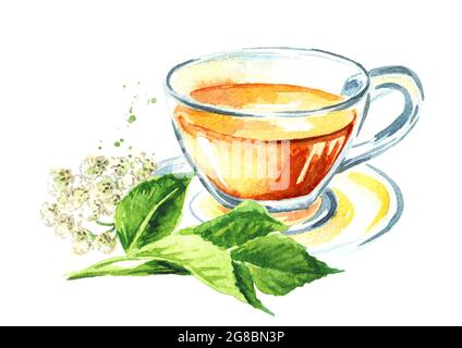 Kräutertee mit frischen jungen grünen Heilpflanzen Aegopodium podagraria oder gemahlener Holunder. Aquarell handgezeichnete Illustration, isoliert auf weißem Hintergrund Stockfoto