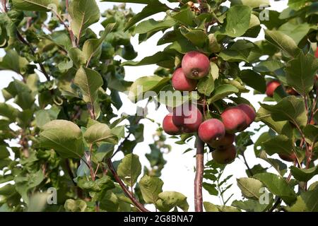 Rote Äpfel auf dem Baum zwischen grünen Blättern. Hochwertige Fotos Stockfoto