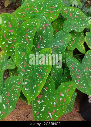 Nahaufnahme der Blätter der lebhaften Elefantenohr (Caladium)-Pflanze Stockfoto