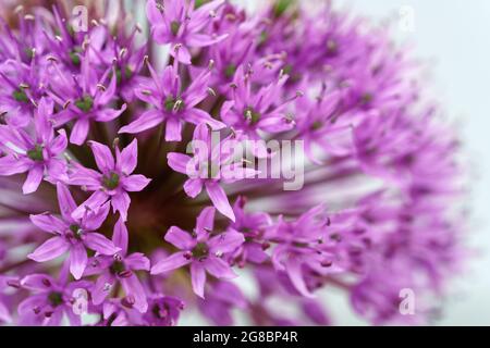 Nahaufnahme des Allium-Blütenkopfes mit einzelnen Blüten Stockfoto