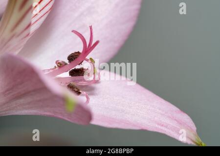 Nahaufnahme eines Makrobildes von Lilienblüten mit winzigen Blattläusen, die sich auf das Staubgefäß ernähren Stockfoto