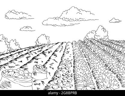 Ernte Kartoffeln Ernte Grafik schwarz weiß Landschaft Skizze Illustration Vektor Stock Vektor