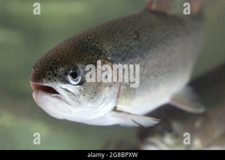 Flussforelle schwimmt im Wasser. Porträt eines Fisches Stockfoto