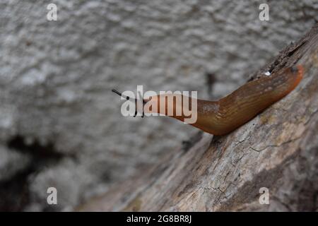 Suche Nach Schnecke #2 Stockfoto