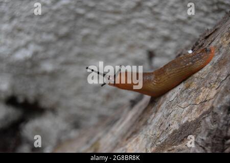 Suche Nach Schnecke #1 Stockfoto