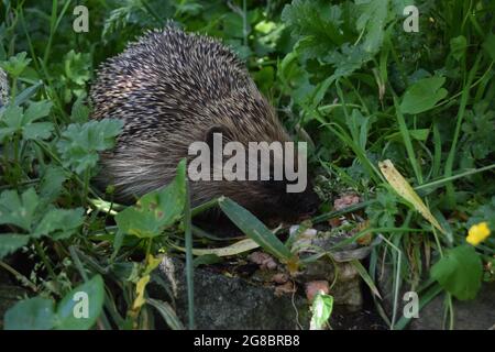 Single Hedgehog #1 Stockfoto