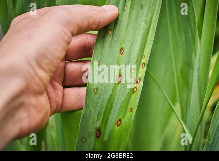 Pilzflecken auf den Blättern. Häufige Pflanzenkrankheiten. Schwarzer Fleck oder Flecken auf Gartenpflanzen. Blight infizierte Stämme. Cankerwunden durch bakterielle Krankheitserreger Stockfoto