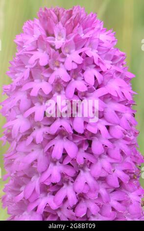 Eine außergewöhnlich große Pyramidenorchidee (Anacamptis pyramidalis), die eher wie ein Flaschenpinsel als wie eine Pyramide aussieht. Stockfoto