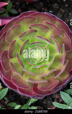 Blattmuster der Aeonium-Pflanze Stockfoto