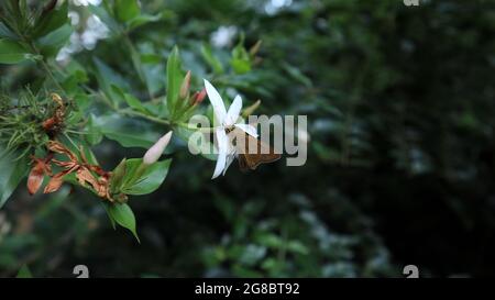 Nahaufnahme eines kleinen flinken Schmetterlings, der Nektar aus der weißen Pichcha-Blume füttert Stockfoto