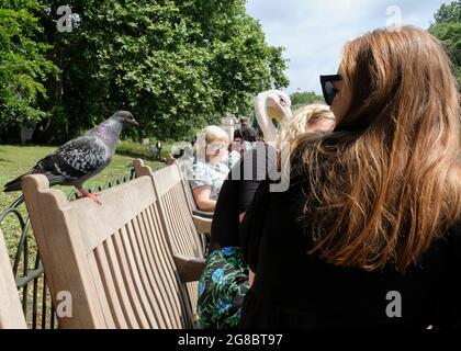 Amüsantes Bild von zwei Mädchen auf einer Parkbank im St James Park, London mit einem zahmen Pidgeon auf derselben Bank Stockfoto