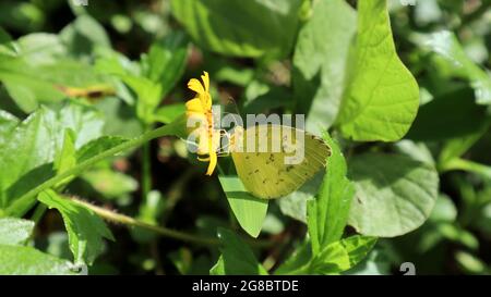 Nahaufnahme eines grasgelben Schmetterlings, der den Nektar von einer Zeckenkernblume füttert Stockfoto