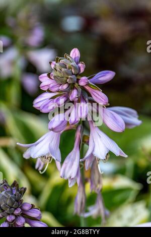 Die Hosta lanceolata blüht im Sommer im Garten Stockfoto