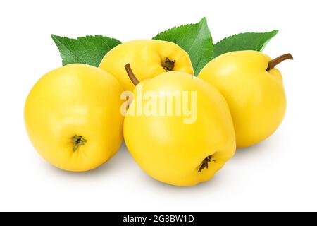 Frische Quitte isoliert auf dem weißen Hintergrund mit Clipping Pfad Und volle Schärfentiefe Stockfoto