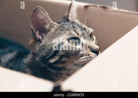 Katze in einem Karton, neugierige Katze, glückliches Haustier, Katzengesicht Stockfoto