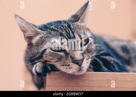 Faule Katze, entspannte Katze auf einem Tisch, entspanntes und ruhiges Haustier Stockfoto