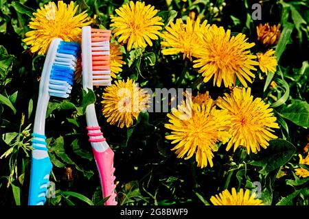 Zwei Zahnbürsten und gelbe Dandelionen auf grünem Gras Stockfoto