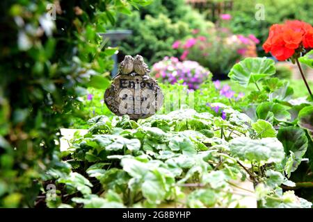 Urban Summer Garden in voller Blüte, Juli 2021 Stockfoto