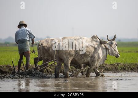 Bauer pflügt ein Feld mit einem Ochsen. Stockfoto