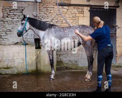 Saint Contest, Frankreich, Normandie, Juli 2021. Waschen eines schönen grauen Pferdes durch einen Hausmeister Stockfoto