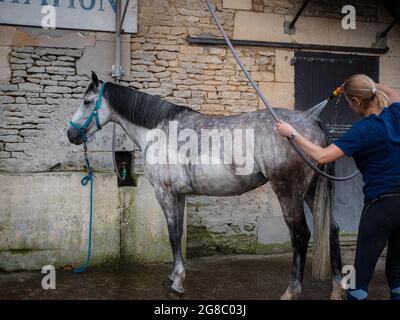 Saint Contest, Frankreich, Normandie, Juli 2021. Waschen eines schönen grauen Pferdes durch einen Hausmeister Stockfoto