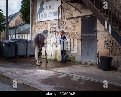 Saint Contest, Frankreich, Normandie, Juli 2021. Waschen eines schönen grauen Pferdes durch einen Hausmeister Stockfoto