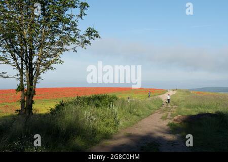 Öffentlicher Fußweg bei Goodwood und der Trundle, in Richtung Lavant, Chichester, durch Feld von roten Mohnblumen auf einem Hügel, Stockfoto