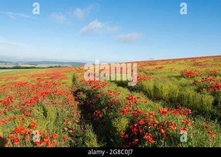 Traktorspuren, die durch ein Feld roter Mohnblumen auf einem Hügel in der Nähe von Goodwood führen, Rogue Mohnblumen, die im Feld von Flachs, Leinsamen, Stockfoto