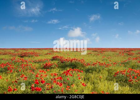 Feld von rotem Mohnblumen an der Seite eines Hügels gegen blauen Himmel mit weißen Wolken, Mohnblumen an der Skyline, horizon.growing im Feld von Flachs, Leinsamen, Stockfoto