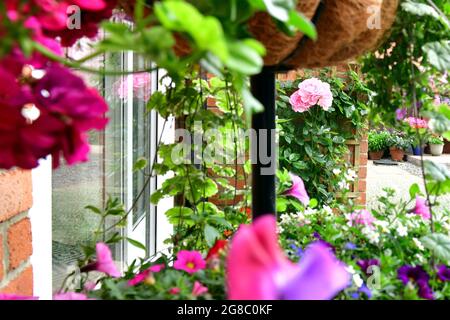 Urban Summer Garden in voller Blüte, Juli 2021 Stockfoto