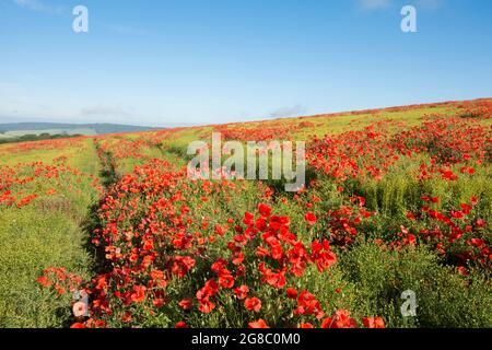 Traktorspuren, die durch ein Feld roter Mohnblumen auf einem Hügel in der Nähe von Goodwood führen, Rogue Mohnblumen, die im Feld von Flachs, Leinsamen, Stockfoto