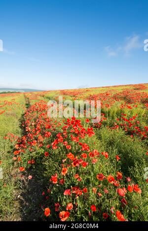 Traktorspuren, die durch ein Feld roter Mohnblumen auf einem Hügel in der Nähe von Goodwood führen, Rogue Mohnblumen, die im Feld von Flachs, Leinsamen, Stockfoto