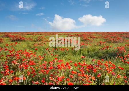 Feld von rotem Mohnblumen an der Seite eines Hügels gegen blauen Himmel mit weißen Wolken, Mohnblumen an der Skyline, horizon.growing im Feld von Flachs, Leinsamen, Stockfoto