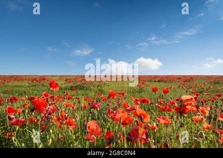 Feld von rotem Mohnblumen an der Seite eines Hügels gegen blauen Himmel mit weißen Wolken, Mohnblumen an der Skyline, horizon.growing im Feld von Flachs, Leinsamen, Stockfoto