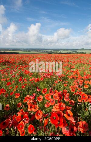 Selbstgesäte Mohnblumen, die in einer Ernte aus Flachs, Leinsamen, blauem Flachs, Linum usitatissimum wachsen, Blick Richtung Lavant bei Chichester, Stockfoto