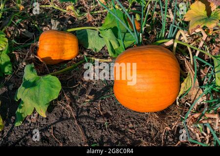 Große orangefarbene Kürbisse wachsen im Garten. Rustikaler Herbstblick. Gesundes Essen vegan vegetarisch Kinder Diät-Konzept. In seinem Garten wächst sauberes Essen Stockfoto