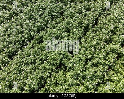 Kartoffelfeld in Blüte von oben Stockfoto