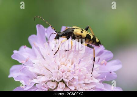 Ruttela maculata, Strangalia maculata, Longhorn-Käfer, Gelber und Schwarzer Longhorn-Käfer, Fütterung auf Feldschabus, Krautia arvensis, Juli, Großbritannien. Stockfoto